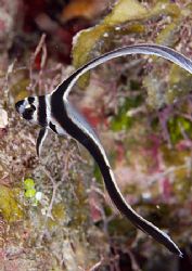 Today in Roatan, this is one hard fish to get in focus ;-) by Michael Shope 